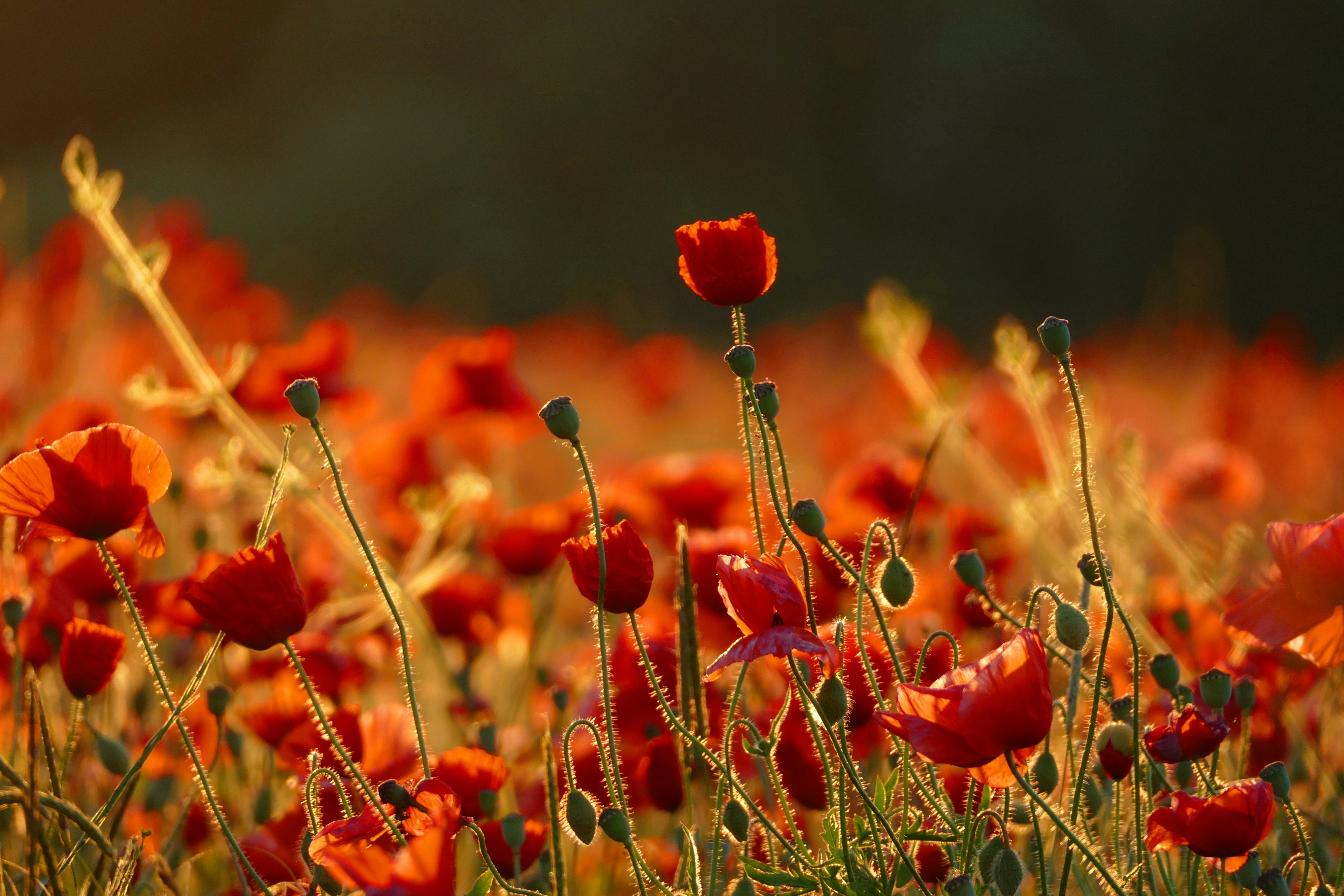 red flowers on green grass during daytime